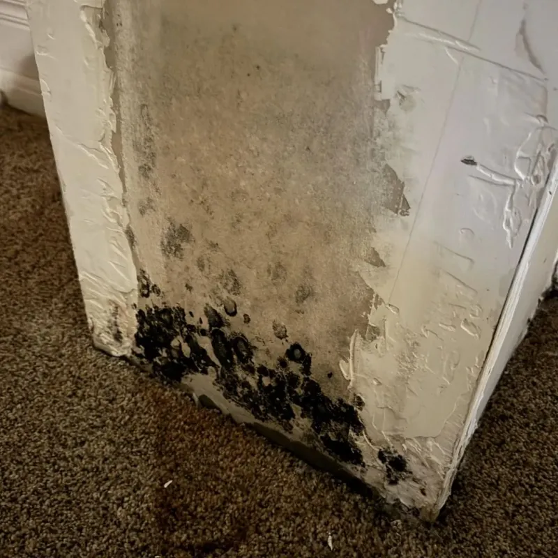 Professional Mold Removal in Edinburgh, IN